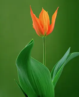 Ballerina: Tulip