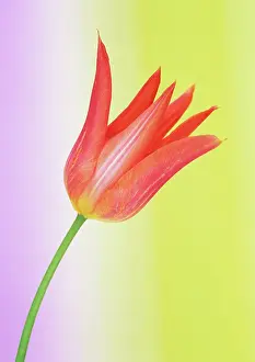 Ballerina: Tulip