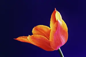 Ballerina: Tulip