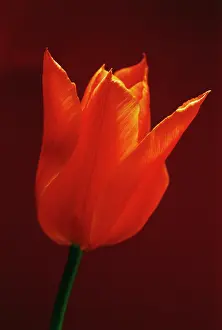 Ballerina: Tulip