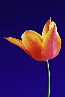 Ballerina: Tulip