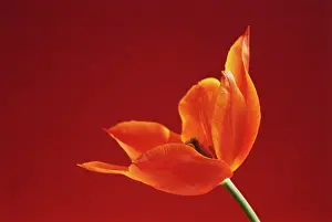 Ballerina: Tulip