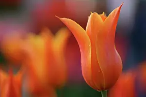 Strive: Tulip
