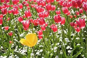 Beneath: Tulip, Tulipa, with Bellis perennis beneath, Mass