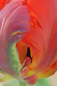 Erotic: Tulip