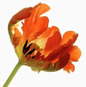 Radiant: Tulip