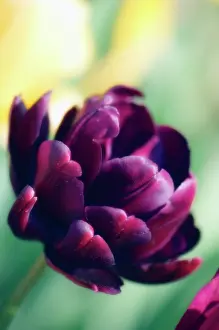 Hero: Tulip