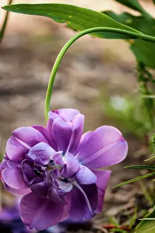 Supple: Tulip