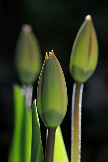Floriculture: Tulip