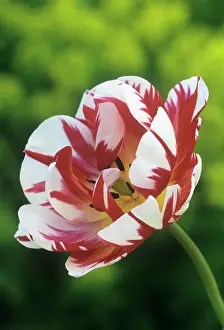Carnival: Tulip