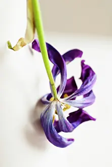 Unhappy: Tulip, Tulipa, Close up of a dried dead flower