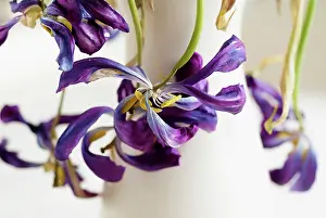 Unhappy: Tulip, Tulipa, Close up of a dried dead flower