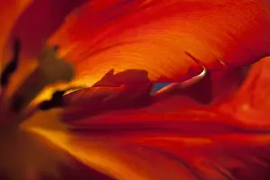 Tulipa: Tulip, Tulipa, Close up studio shot of red coloured