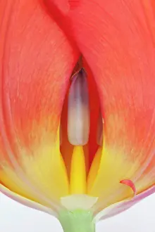 Erotic: Tulip, Tulipa, Close view of an orange coloured