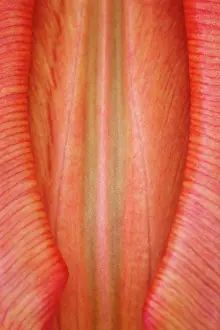 Peach: Tulip, Tulipa, Very close view of single closed