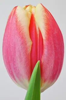 Peach: Tulip, Tulipa, Close view of single peach coloured