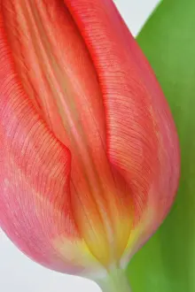Detailed: Tulip, Tulipa, Close view of single red coloured