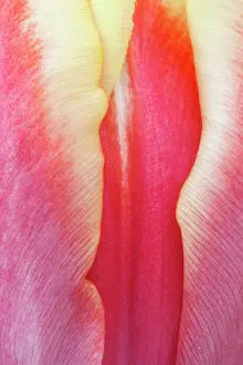 Detailed: Tulip, Tulipa, Very close view of yellow edged red