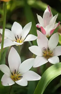 Jane: Tulip