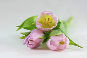 Tulipa: Tulip, Tulipa cultivar, Pink subject