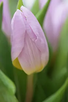 Tulipa: Tulip, Tulipa cultivar, Pink subject
