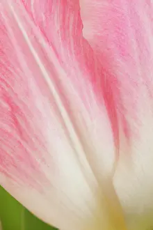 Tulip: Tulip, Tulipa cultivar, Pink subject