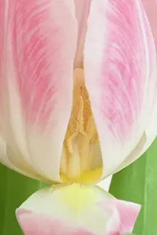 Tulip: Tulip, Tulipa cultivar, Pink subject
