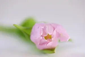 Tulip: Tulip, Tulipa cultivar, Pink subject