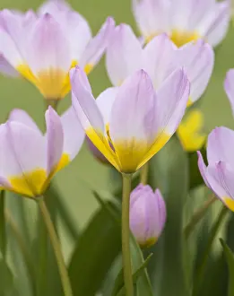 Tulip: Tulip, Tulipa cultivar, Pink subject