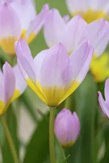 020617: Tulip, Tulipa cultivar, Pink subject
