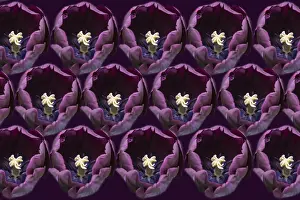 020617: Tulip, Tulipa cultivar, Purple subject