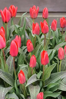 Tulipa: Tulip, Tulipa cultivar, Red subject