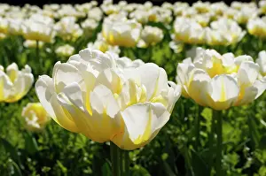Flaming: Tulip, Tulipa Flaming Evita, Yellow coloured flowers growi