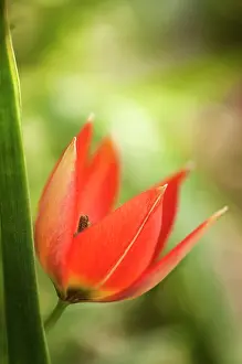 Princess: Tulip