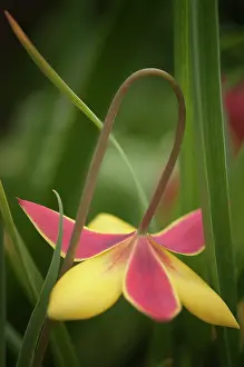 Supple: Tulip