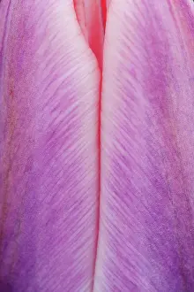 Erotic: Tulip, Tulipa Light and Dreamy, Close up detail