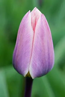 Darwin: Tulip, Tulipa Light and Dreamy, Closed flower
