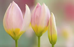 Strengthen: Tulip