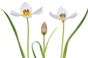 Imitate: Tulip