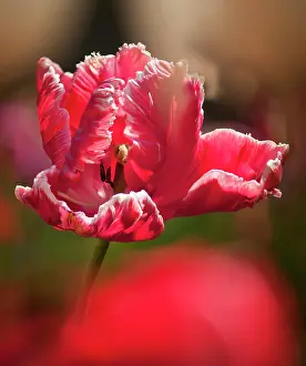 Glamour: Tulip