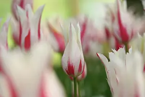 Ordinary: Tulip