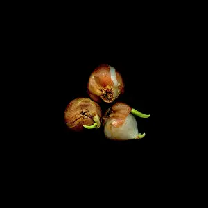 Mickey: Tulip