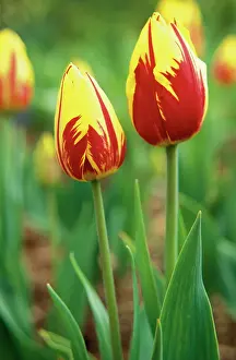 Mickey: Tulip
