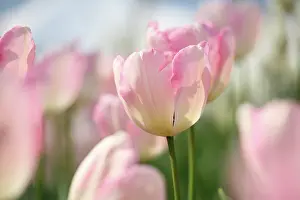 Carefree: Tulip