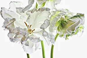 Toned: Tulip