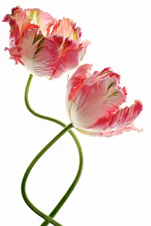 Supple: Tulip