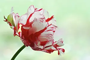 Fully: Tulip, Tulipa, Parrot tulip, A fully open red flower