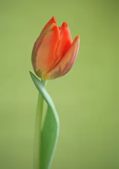 Princess: Tulip