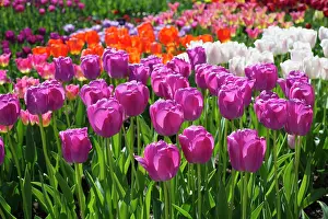 Pride: Tulip, Tulipa Purple Pride, Group of mauve pink
