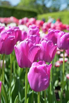 Pride: Tulip, Tulipa Purple Pride, Side view of group